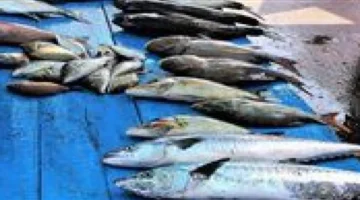 تغيرات جديدة في أسعار السمك بأسواق مصر خلال تعاملات يوم الثلاثاء